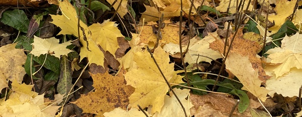 >> Damit Sie die Bilder unserer NL sehen können, lassen Sie bitte externe Inhalte von uns in Ihrem E-Mail-Programm zu! <<